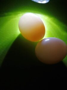Egg Experiment – Húsvéti kísérletezés